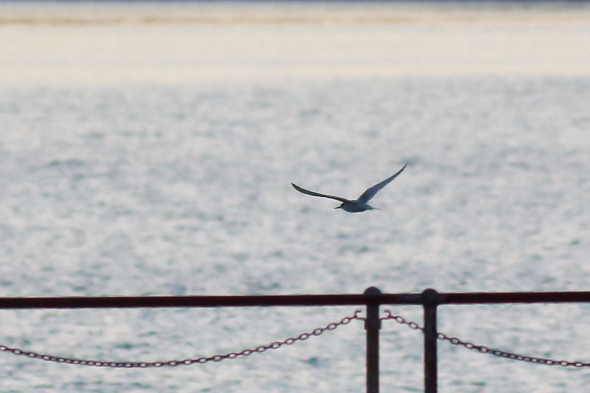 White-fronted Tern - ML638582727