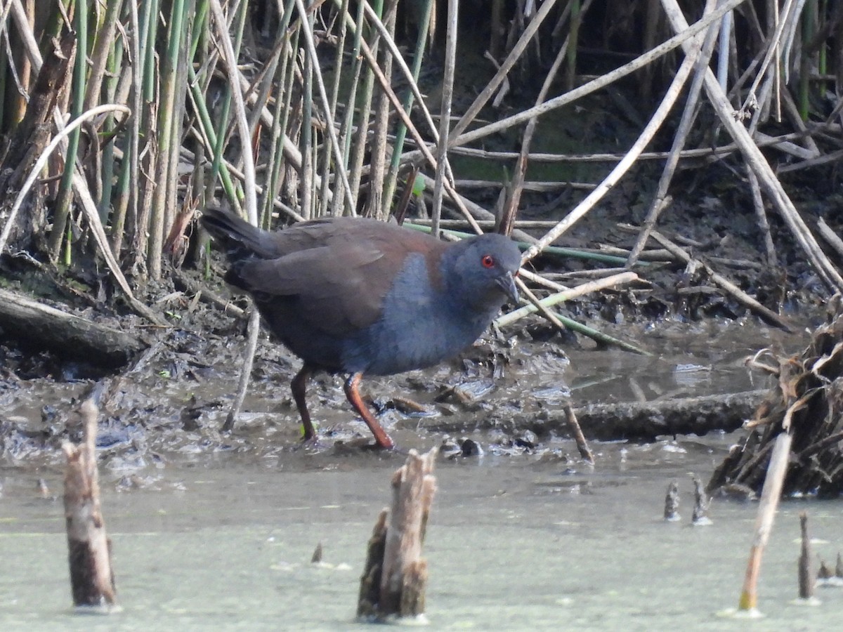 Spotless Crake - ML638582733