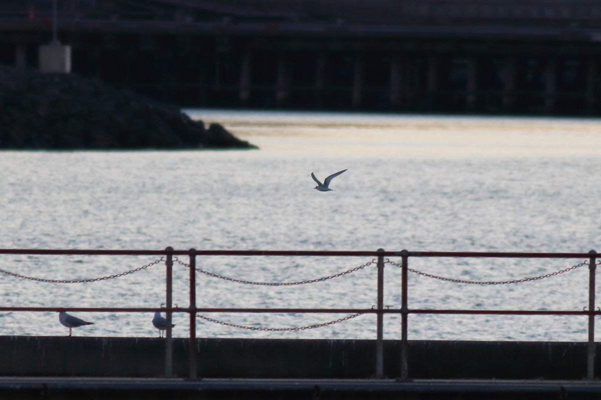 White-fronted Tern - ML638582738