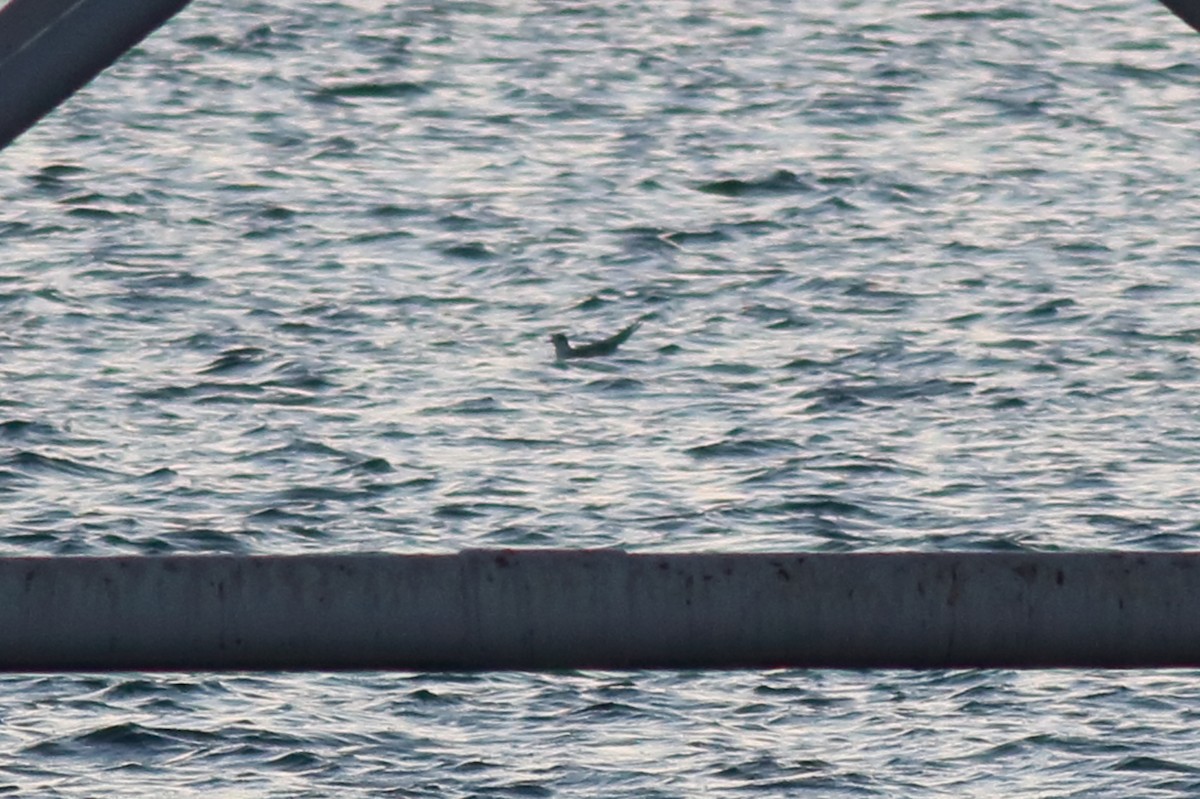 White-fronted Tern - ML638582742