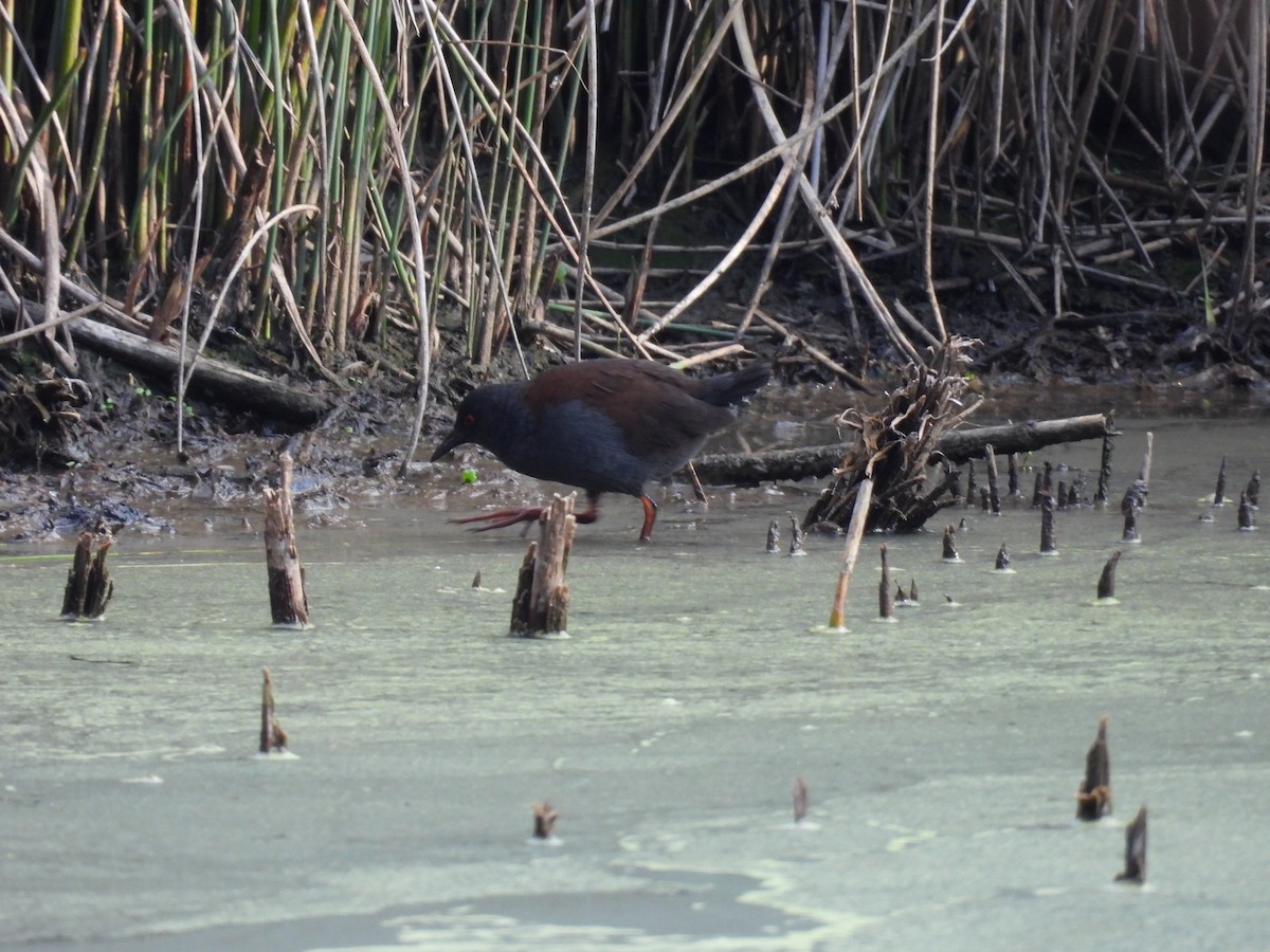 Spotless Crake - ML638582786