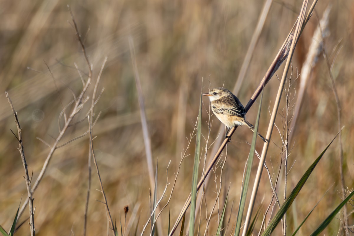 Strange-tailed Tyrant - ML638582848