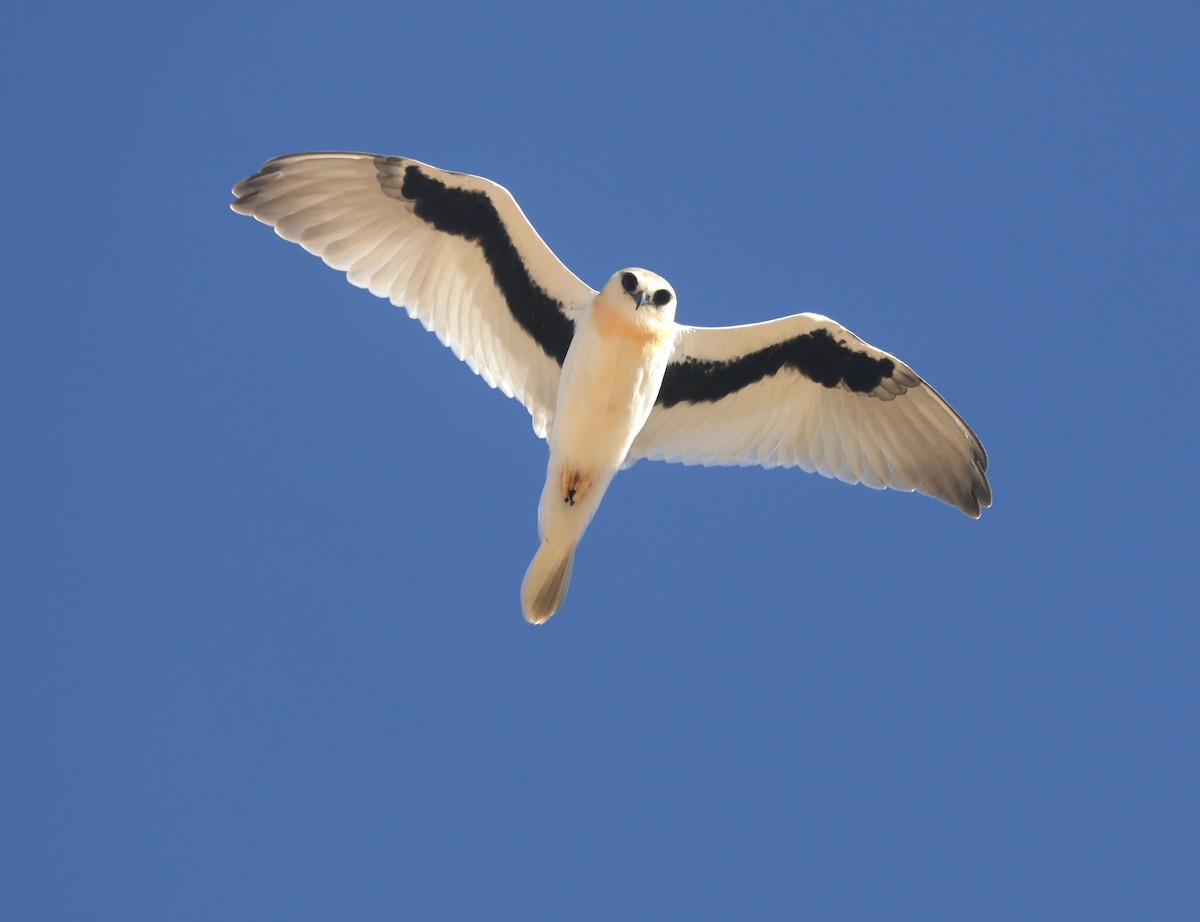 Letter-winged Kite - ML638582857