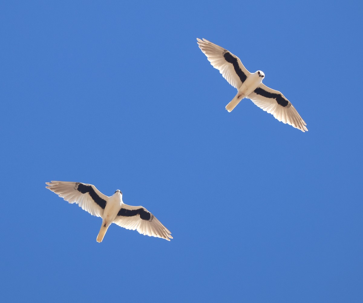 Letter-winged Kite - ML638582887