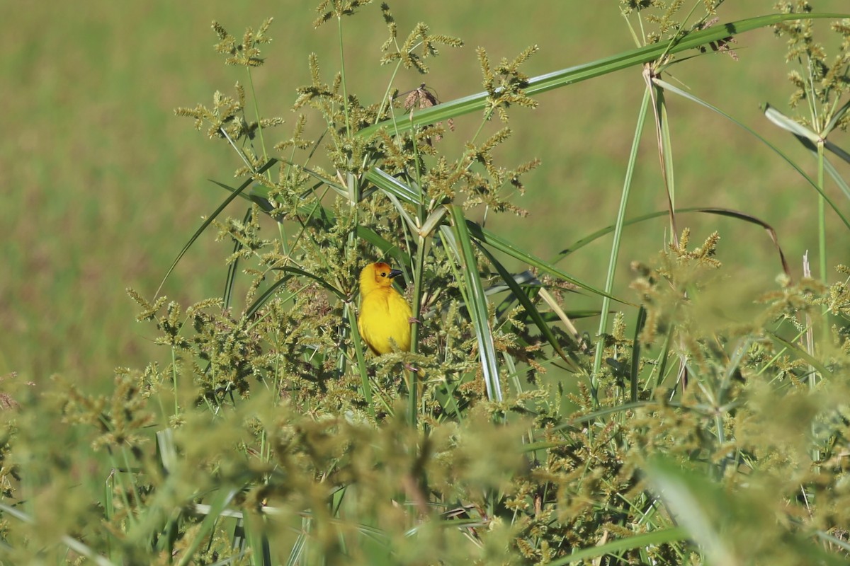 Taveta Golden-Weaver - ML638582925