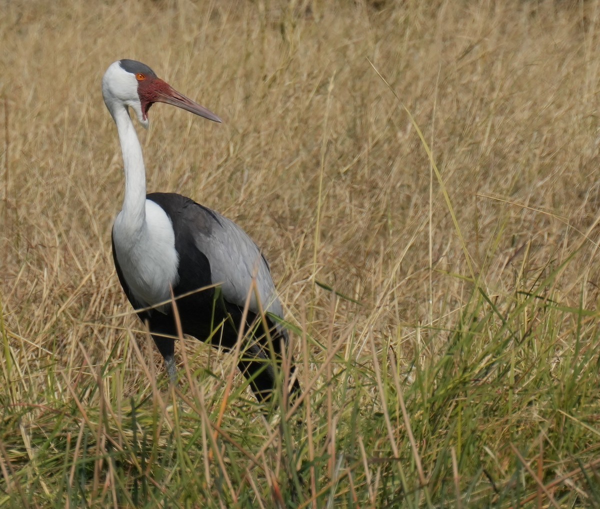 Wattled Crane - ML638582935