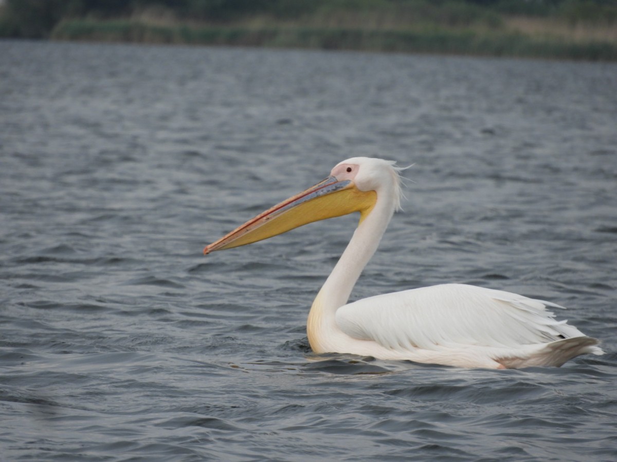 Great White Pelican - ML638582968