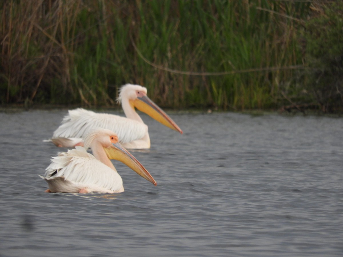 Great White Pelican - ML638582969