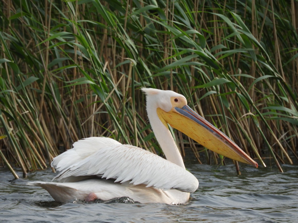 Great White Pelican - ML638582970
