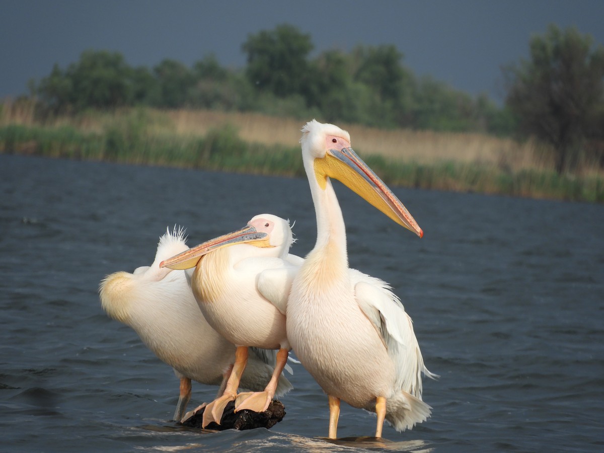 Great White Pelican - ML638582971