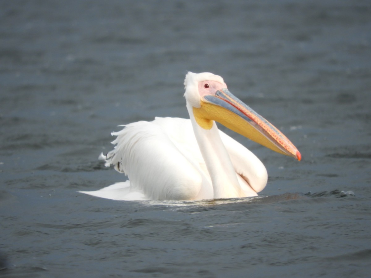 Great White Pelican - ML638582972