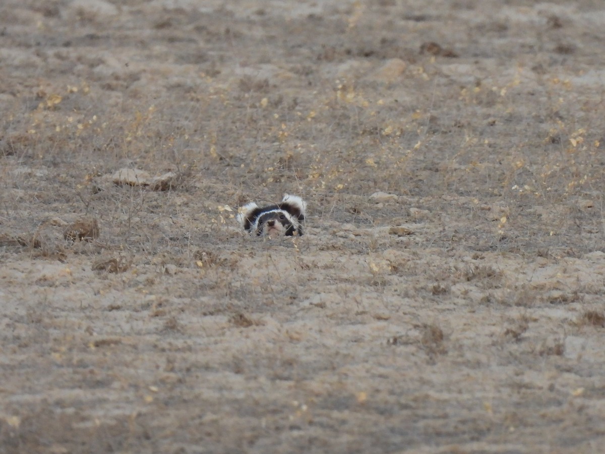 Marbled Polecat - ML638582989