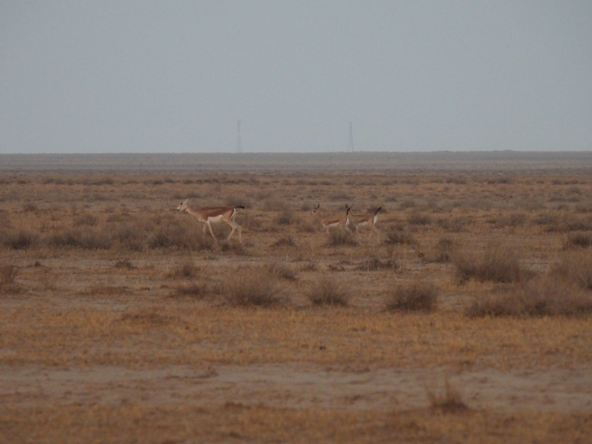 Goitered Gazelle - ML638583029