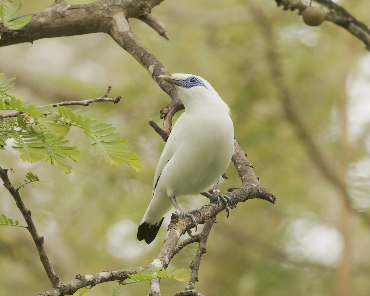 Bali Myna - ML638583032