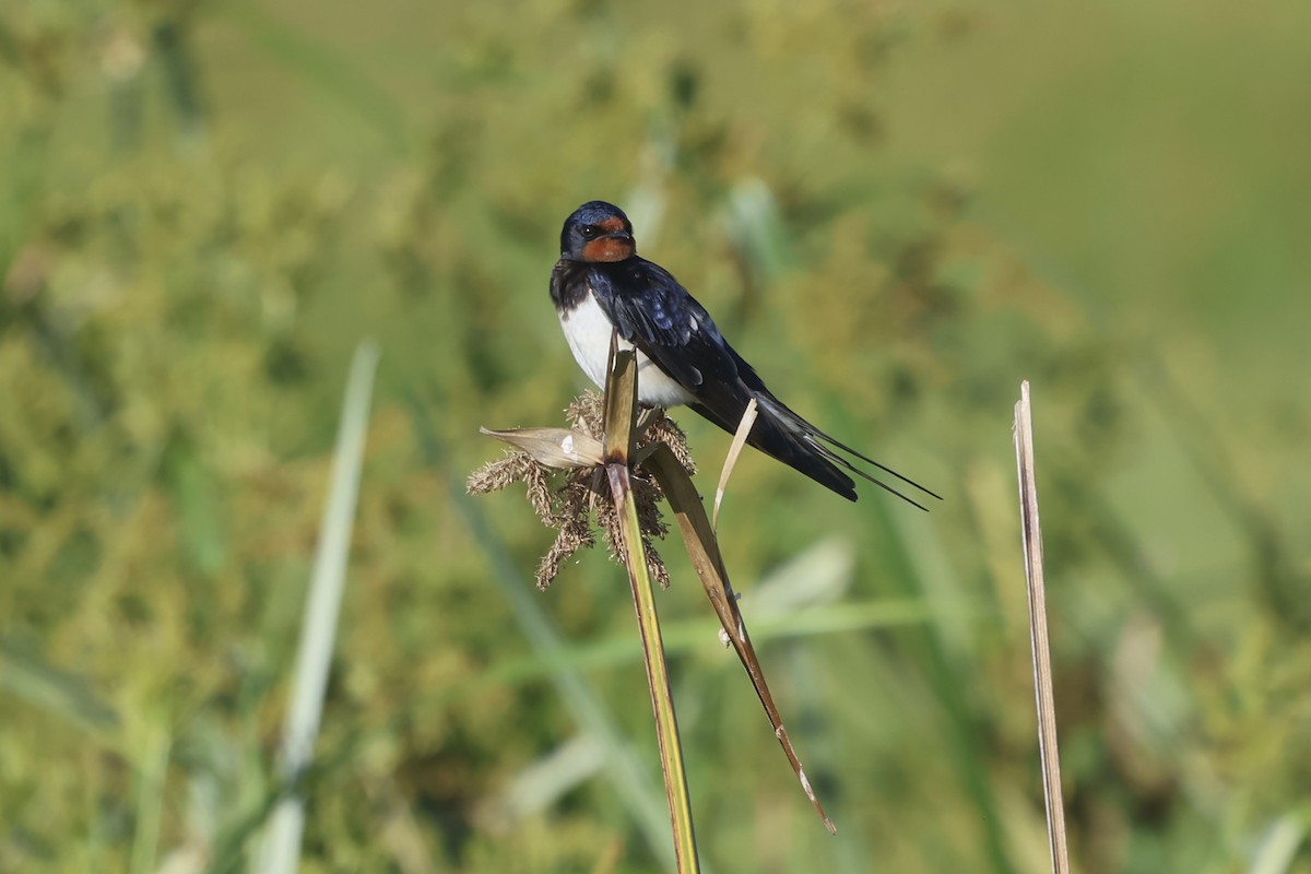 Barn Swallow - ML638583039