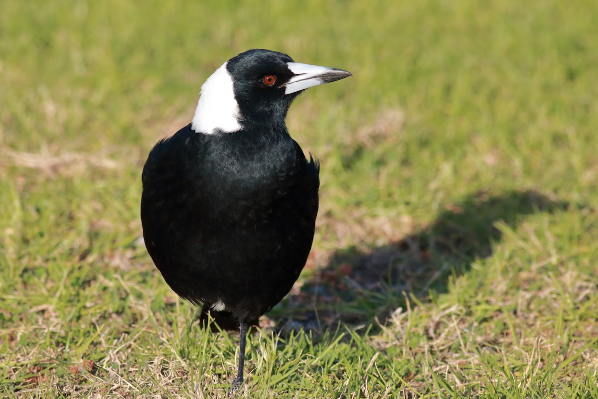 Australian Magpie (Black-backed) - ML638583045
