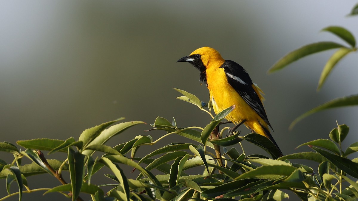 Hooded Oriole - ML638583047