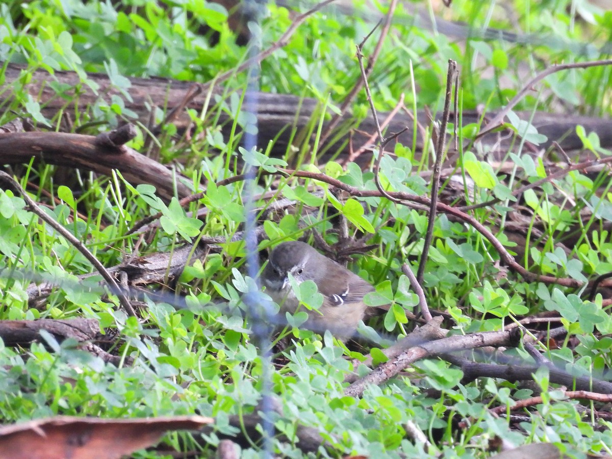 White-browed Scrubwren - ML638583049