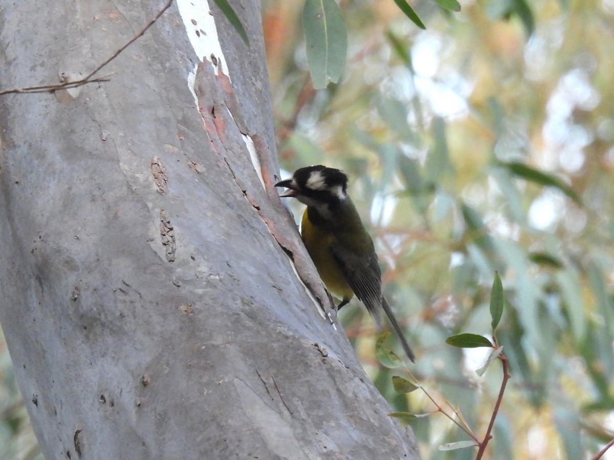 Eastern Shrike-tit - ML638583057