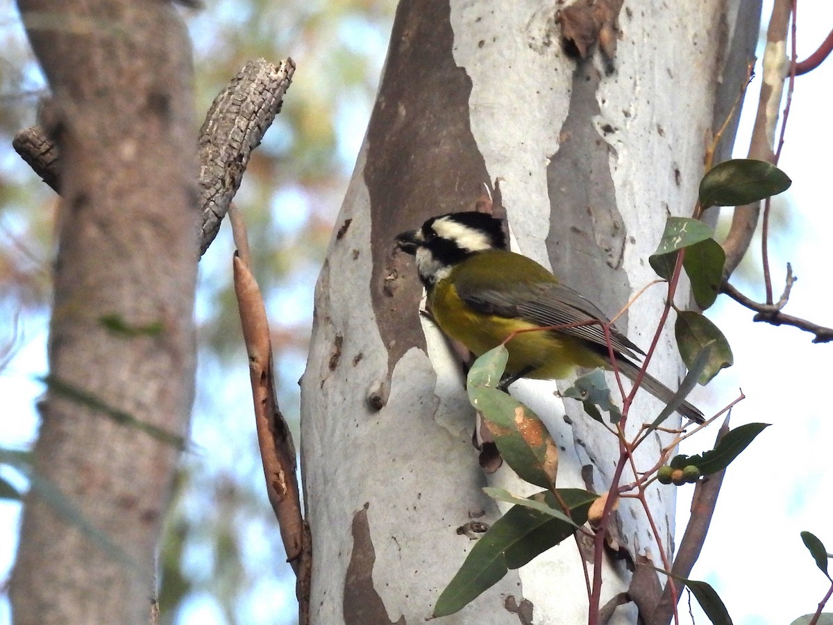 Eastern Shrike-tit - ML638583058