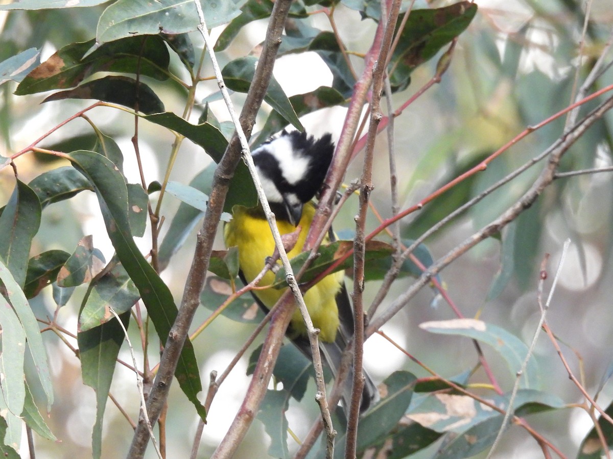 Eastern Shrike-tit - ML638583059