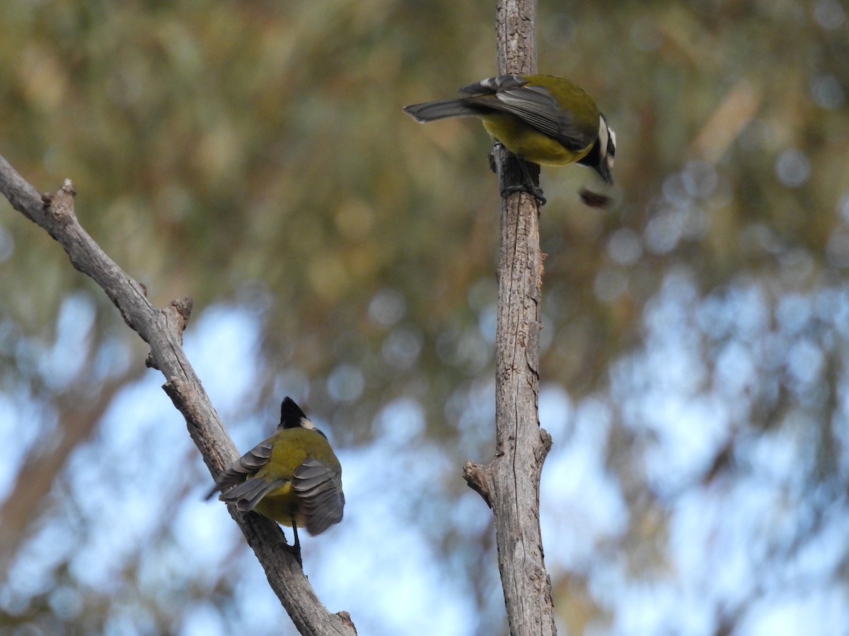 Eastern Shrike-tit - ML638583063