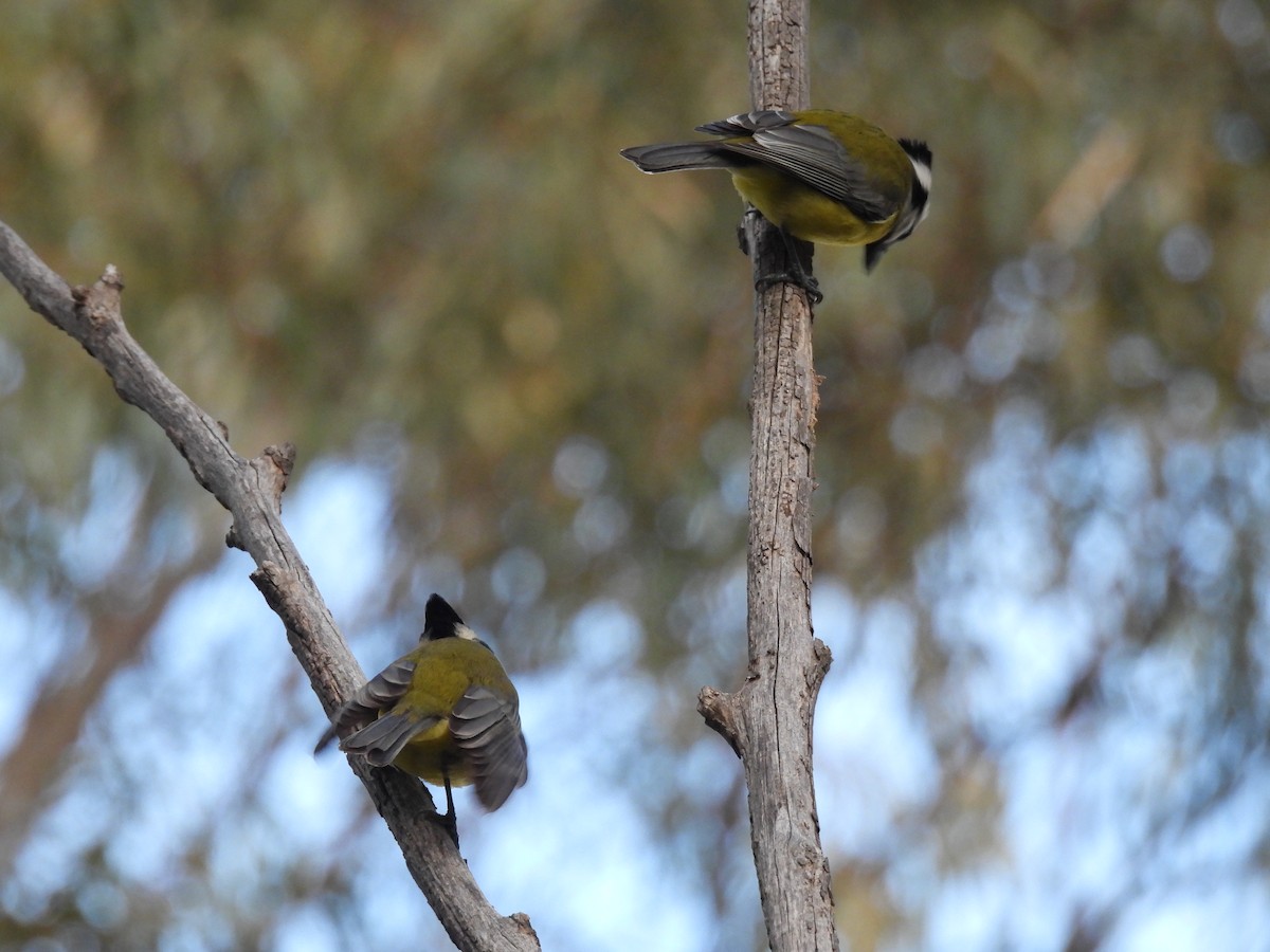 Eastern Shrike-tit - ML638583064