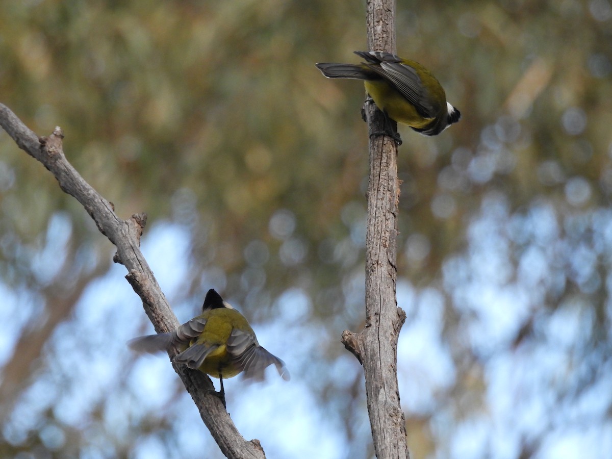 Eastern Shrike-tit - ML638583065