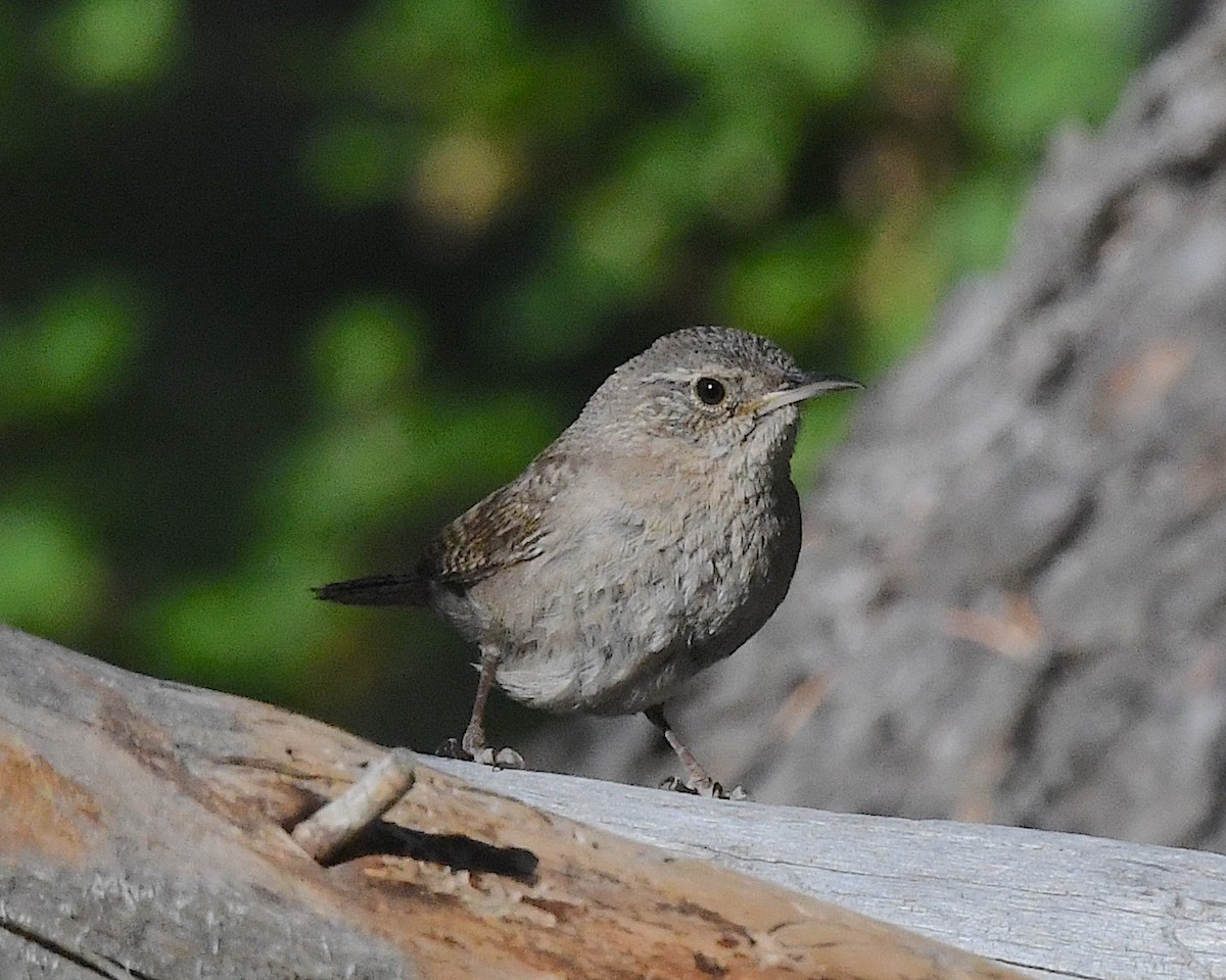 Northern House Wren - ML638583068