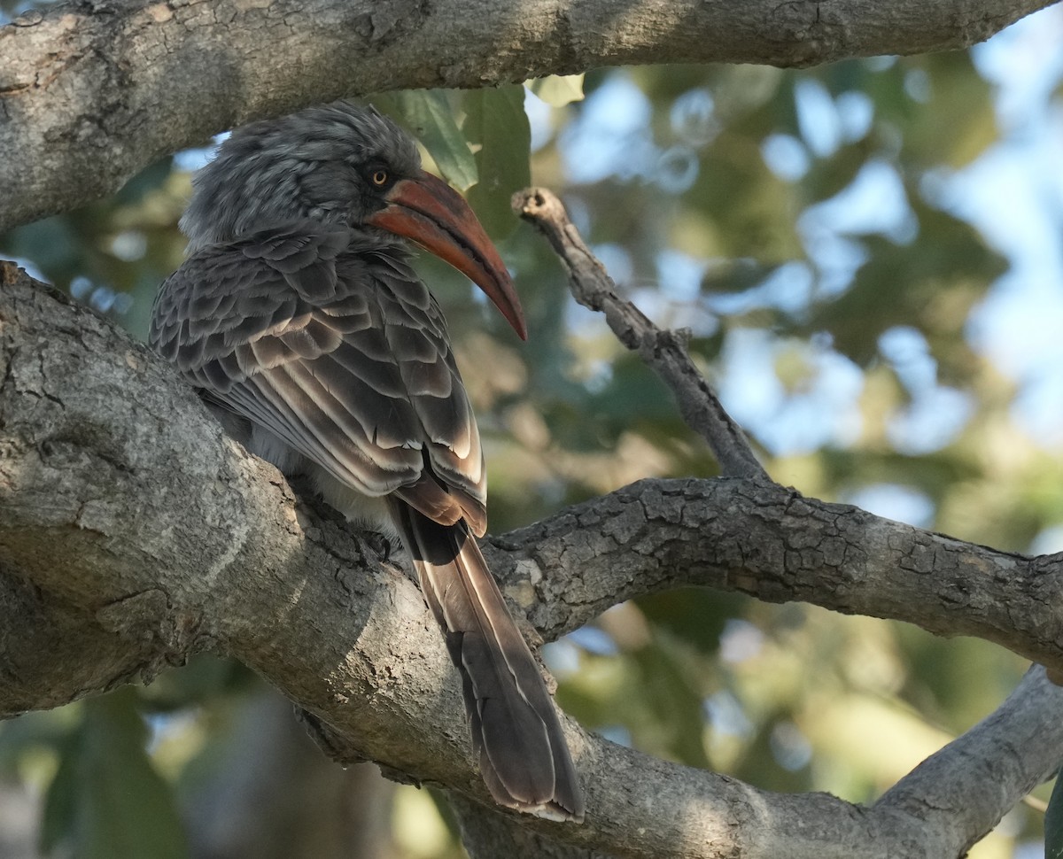 Bradfield's Hornbill - ML638583083