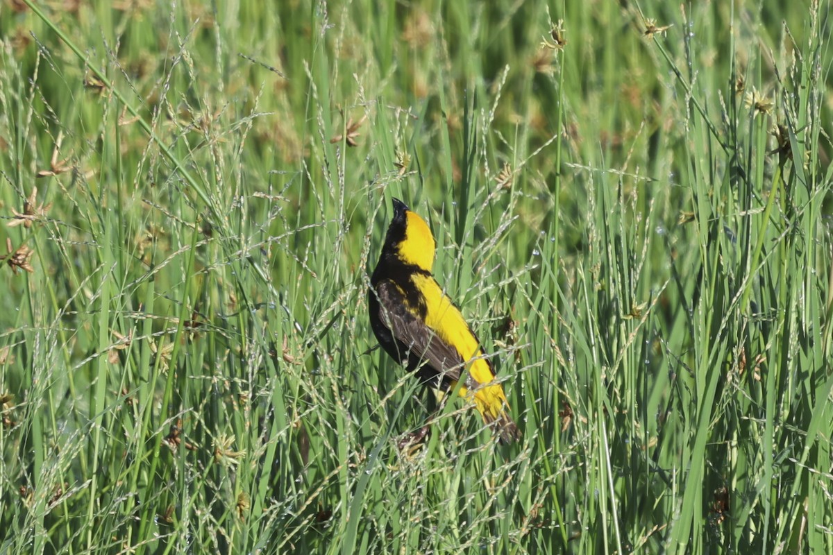 Yellow-crowned Bishop - ML638583100