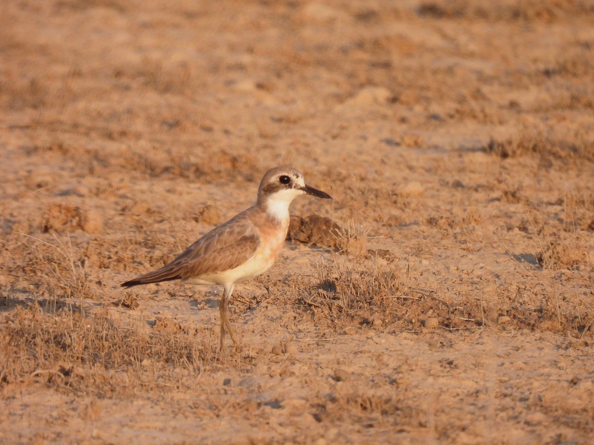Greater Sand-Plover - ML638583112