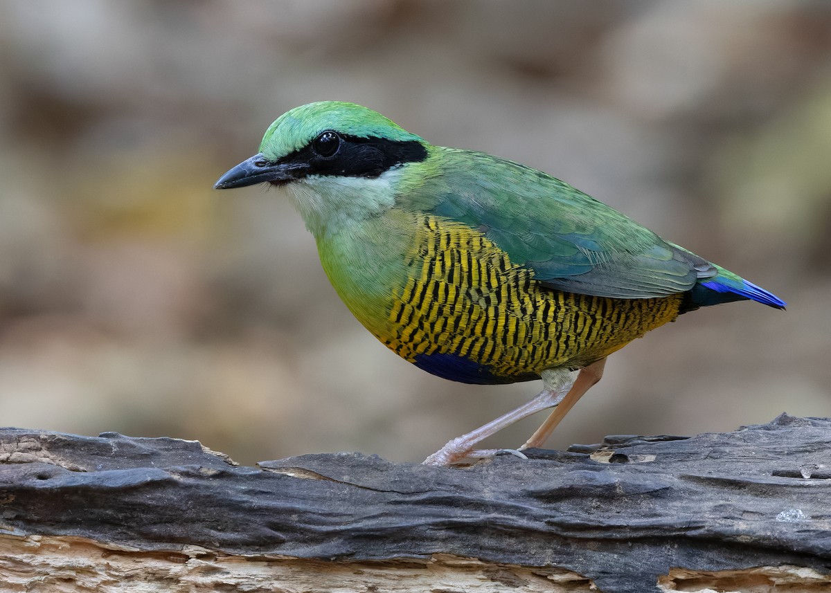 Bar-bellied Pitta - ML638583125