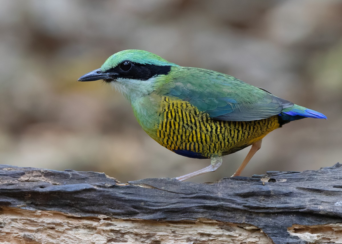 Bar-bellied Pitta - ML638583126
