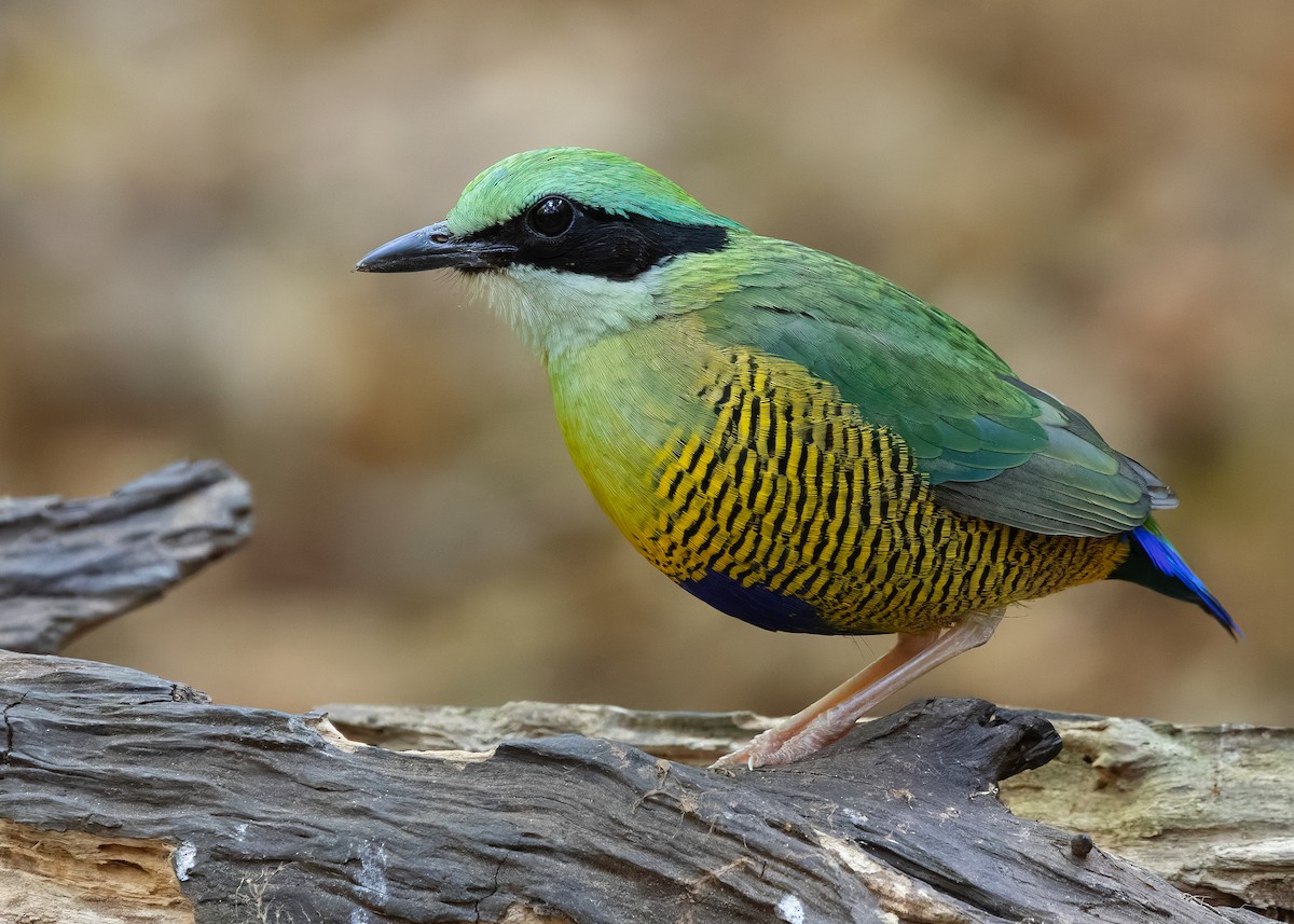 Bar-bellied Pitta - ML638583127