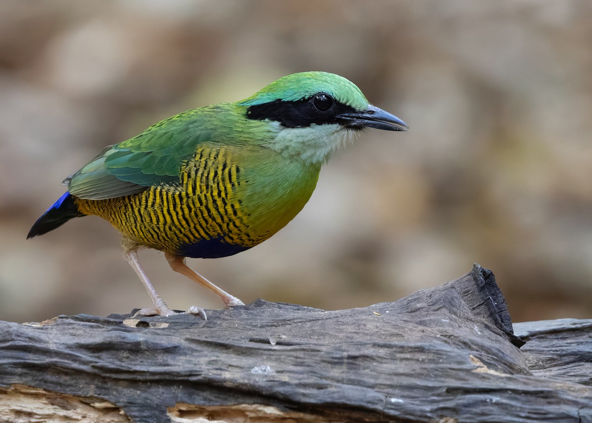 Bar-bellied Pitta - ML638583130