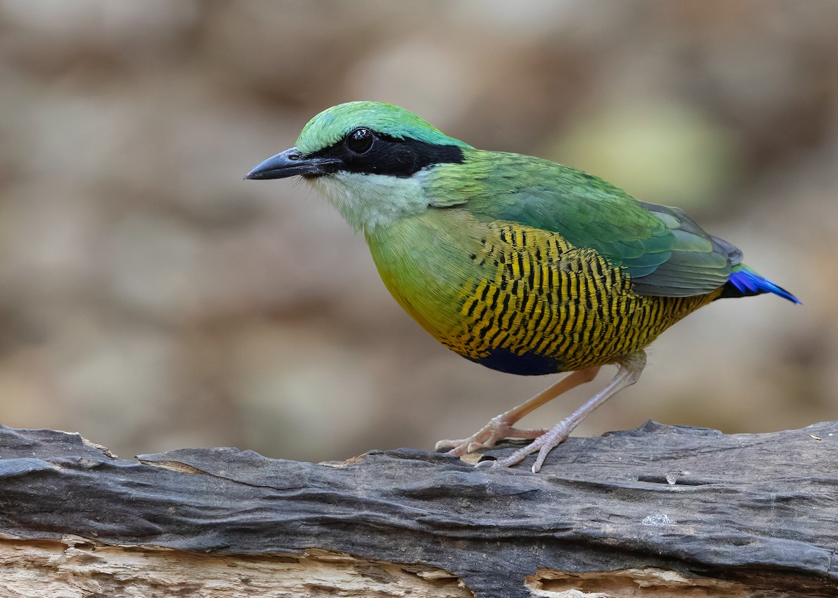 Bar-bellied Pitta - ML638583132