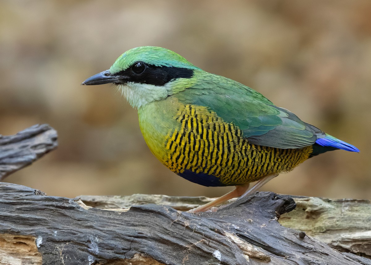 Bar-bellied Pitta - ML638583133