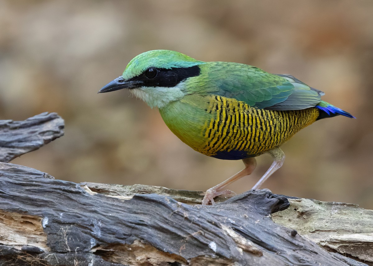 Bar-bellied Pitta - ML638583135