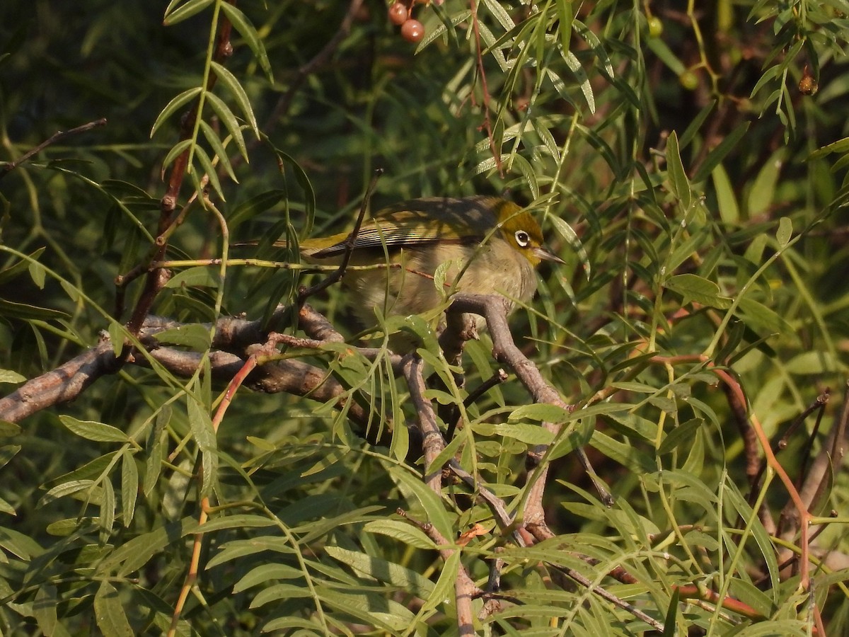 Silvereye - ML638583137