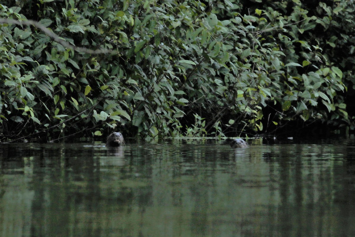 Giant Otter - ML638583139