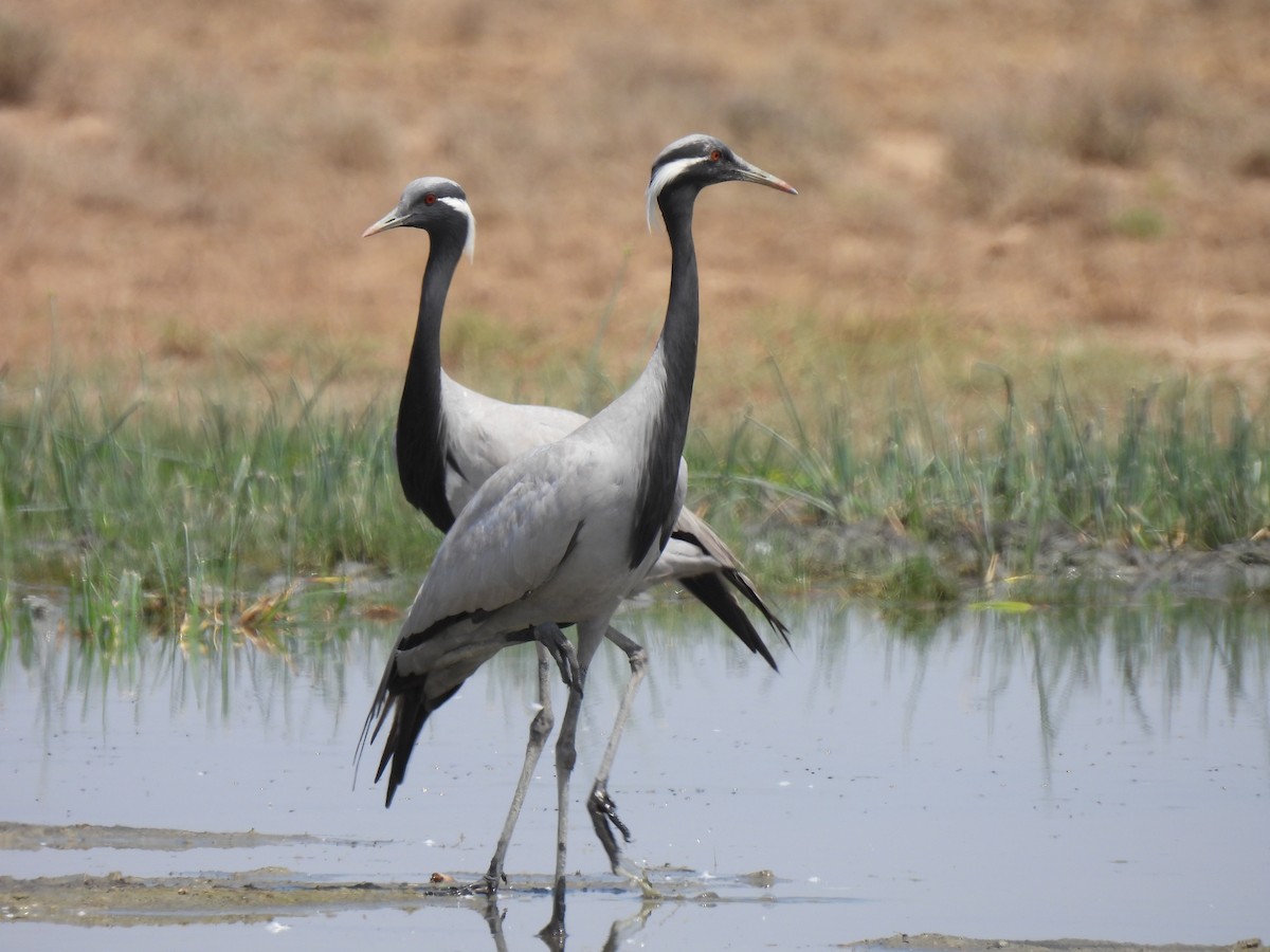 Demoiselle Crane - ML638583185