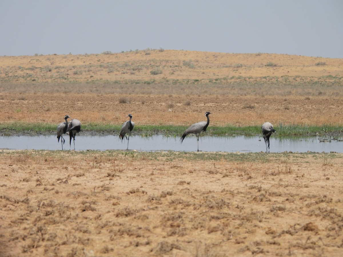 Demoiselle Crane - ML638583189