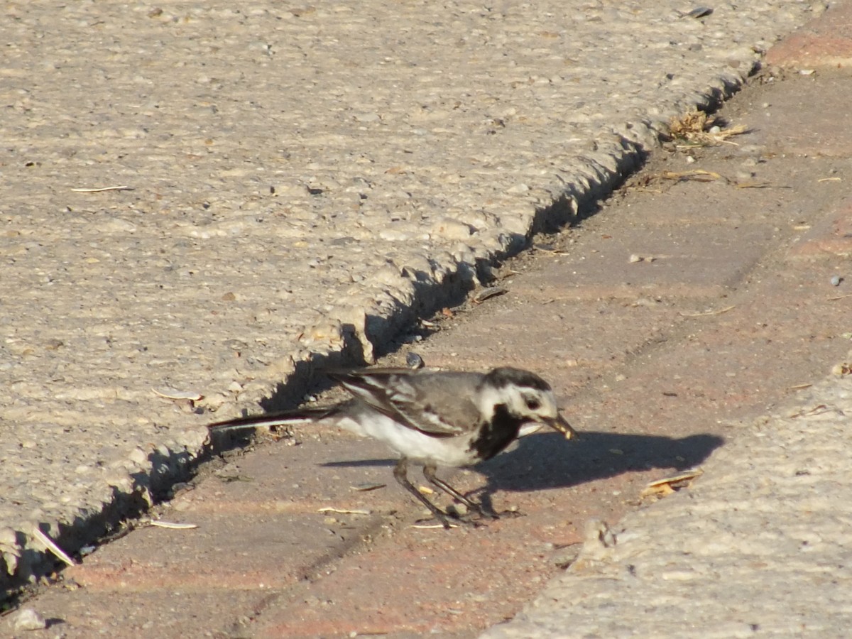 White Wagtail - ML638583191