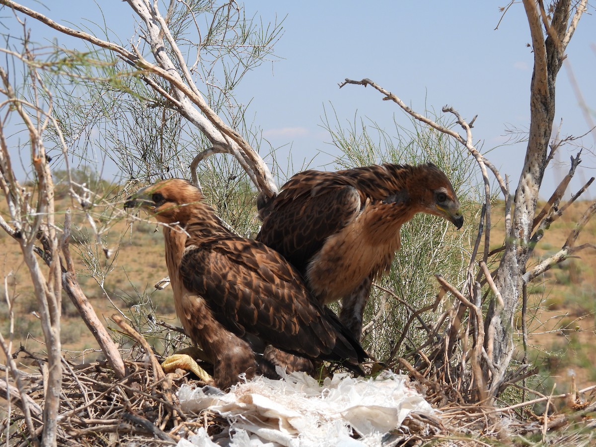 Long-legged Buzzard - ML638583202
