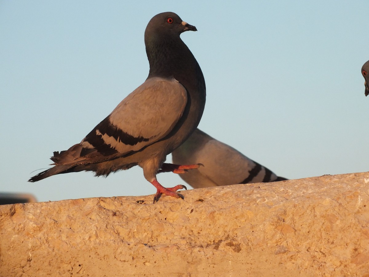 Rock Pigeon - ML638583212