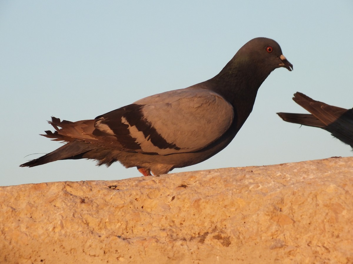 Rock Pigeon - ML638583213