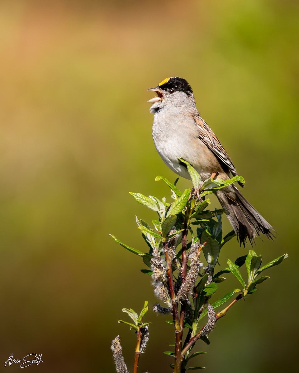Golden-crowned Sparrow - ML638583219