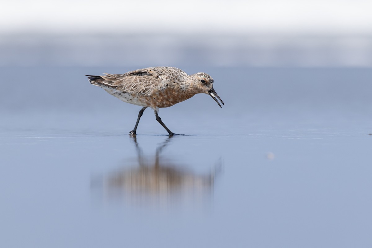 Red Knot - ML638583222