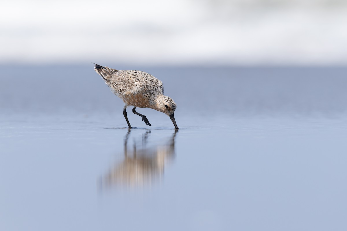 Red Knot - ML638583226